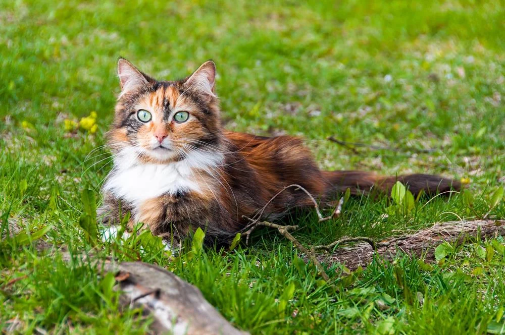 Surgery in Stockton, CA