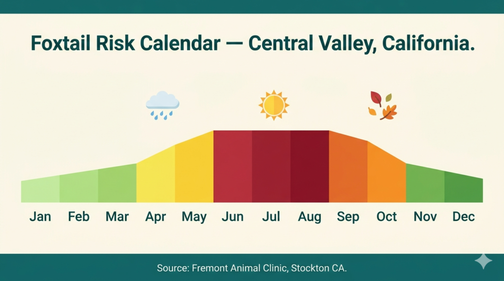 Monthly foxtail risk calendar for Central Valley California showing peak danger June through September