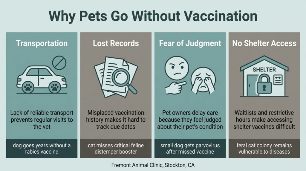 A Community Pet Vaccine Clinic in Stockton: Inside Our Day at Saint Mary's